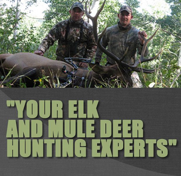 Semi Guided Elk Hunts In Colorado Elk Mule Deer Hunting Semi Guided Elk Hunts In Colorado Elk Mule Deer Hunting
